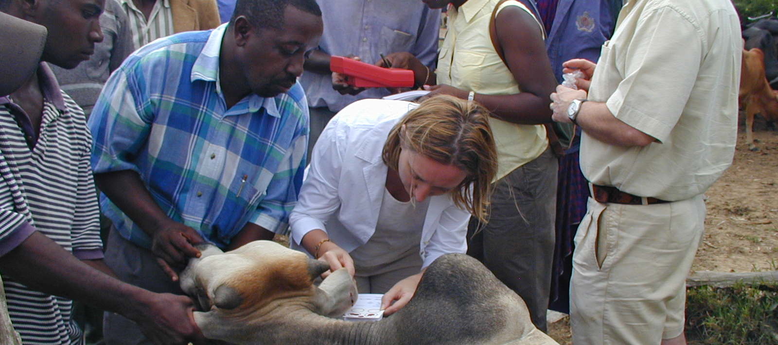 Professor Sue Welburn working with cattle farmers in Africa.